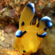 Illustration for article titled Striking Photographs Of Sea Slugs Expose The Alien World Under the Sea